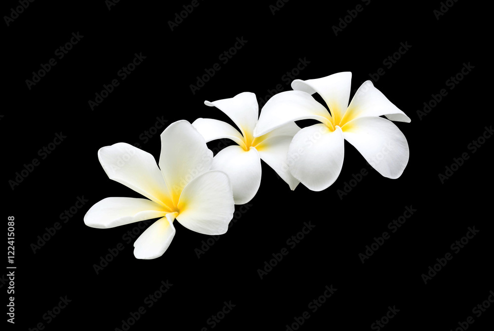 Fototapeta premium beautiful white plumeria rubra flowers isolated on White background