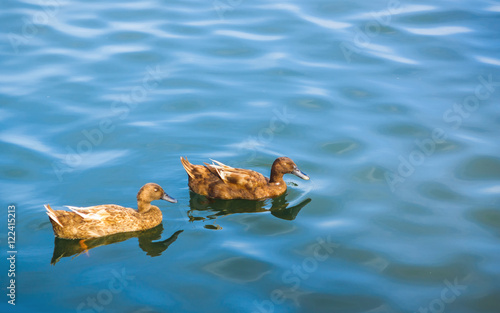 couple of Blown duck swinning on the blue water