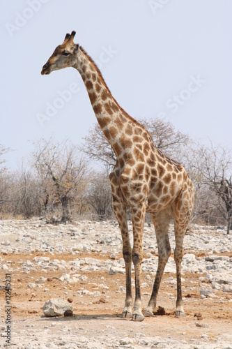 Giraffe in Namibia - animals in african desert