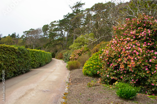 Canvas Print Camelia and Rhodedendron drive