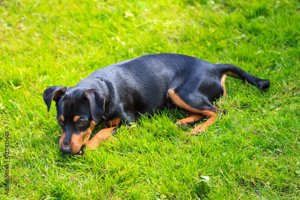 Zwergpinscher auf der Wiese Zwergpinscher auf der Wiese