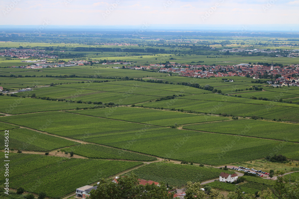 vineyards - weinberge - in Palatinate - in der Pfalz - Hambacher Schloß