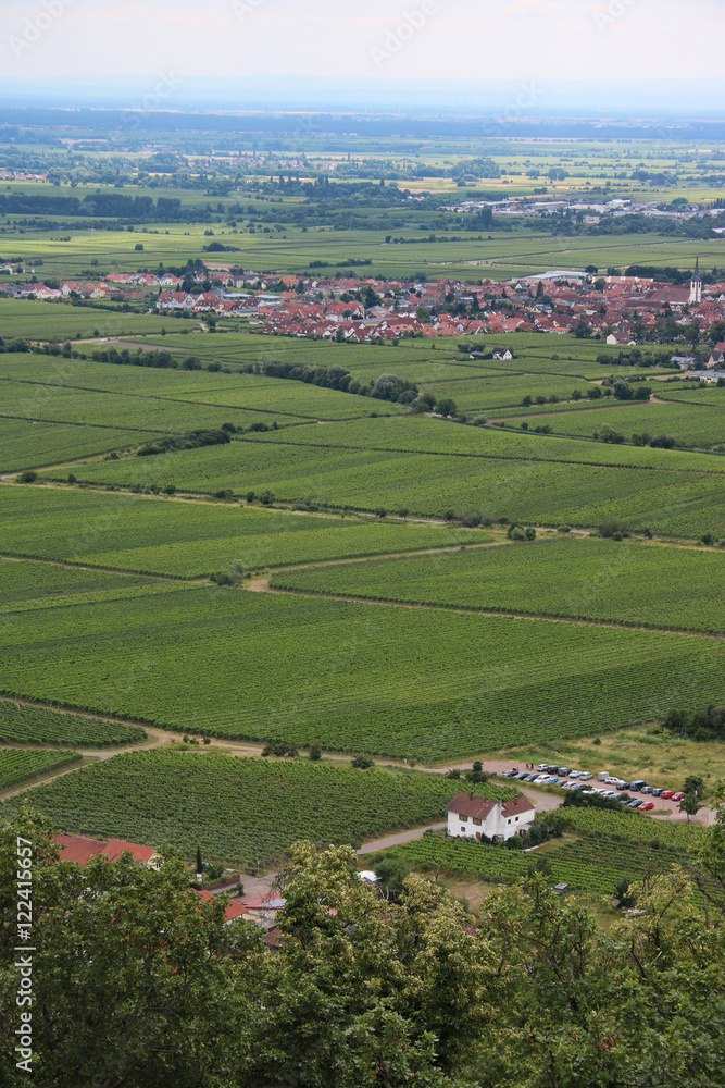 vineyards - weinberge - in Palatinate - in der Pfalz - Hambacher Schloß