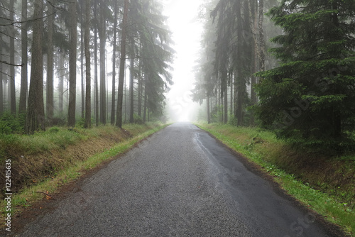 Empty road in the misty spruce forest