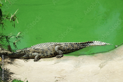 crocodile on the shore of the pond