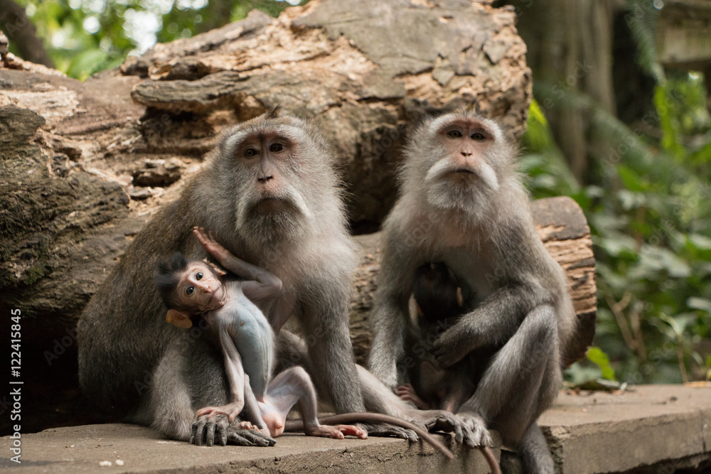 Monkeys family in Ubud Monkeys family in Ubud