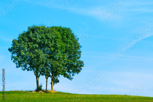 B  ume auf einer Wiese vor blauem Himmel 