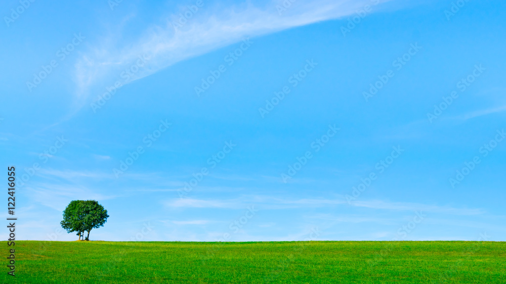 Fototapeta premium Bäume auf einer Wiese vor blauem Himmel 