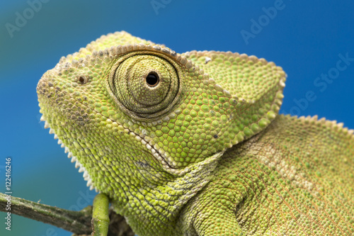 Chameleon close up