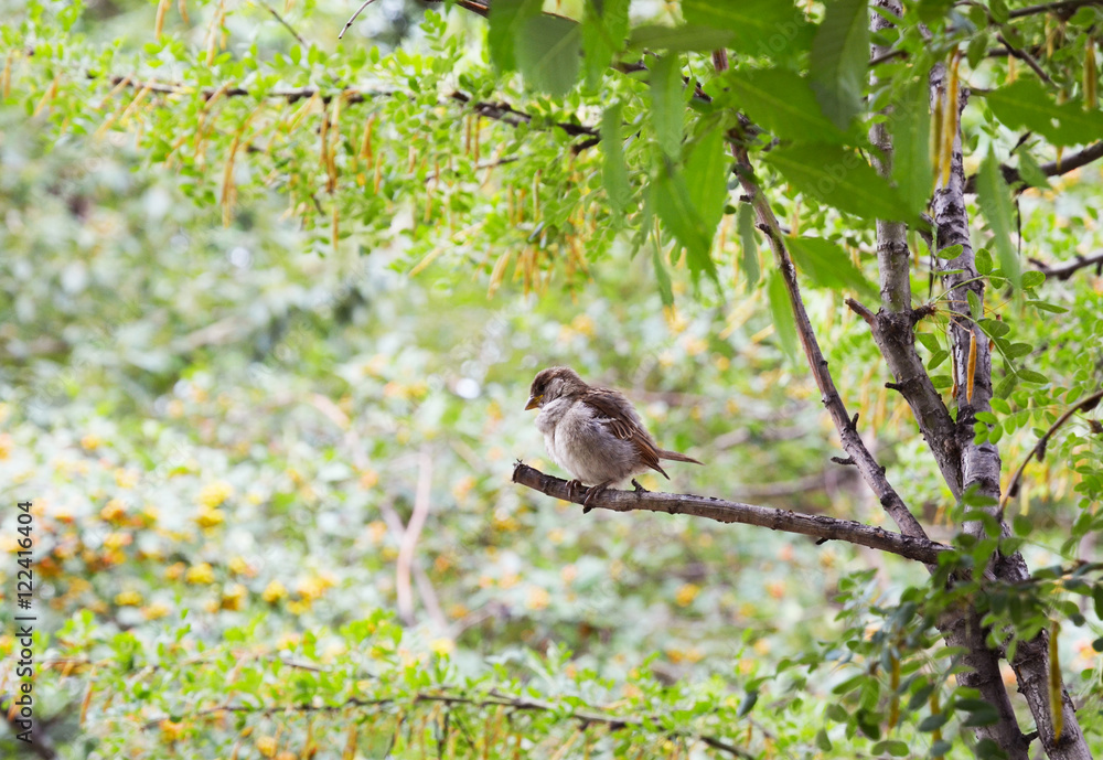 Sparrow on a branch among green Sparrow on a branch among green