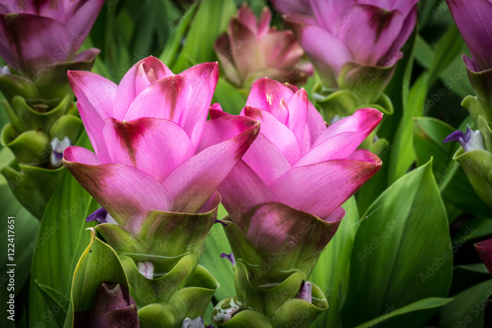Fototapeta premium Siam tulip flowers