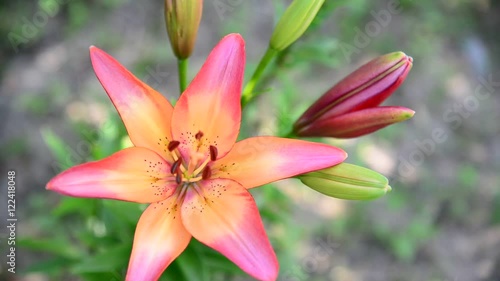 Wallpaper Mural Beautiful pink lilies on flowerbed Torontodigital.ca