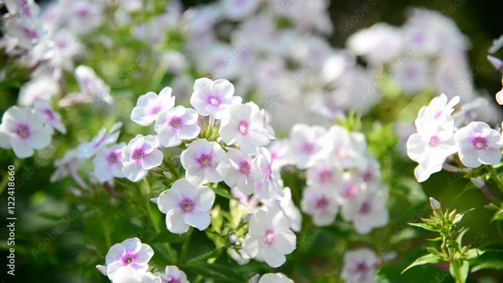 Many beautiful white phlox outside Many beautiful white phlox outside