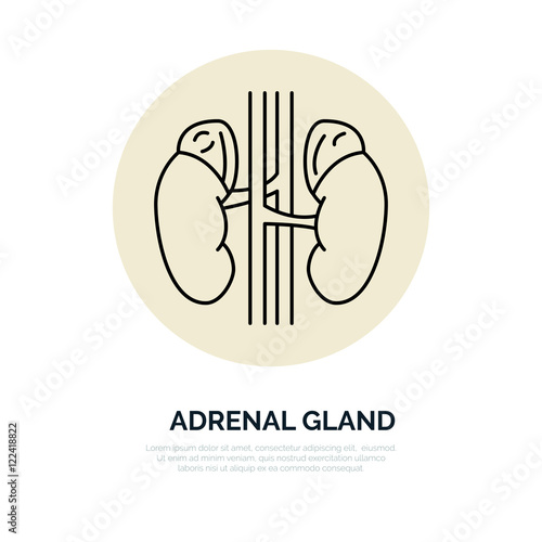Human organ symbol, adrenal glands. Modern vector line icons of urology. Elements - adrenal glands, kidney. Linear medical pictograms for clinic, hospital. Kidney pictogram. Adrenal glands symbol.