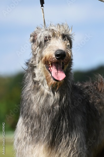 lachender Deerhound