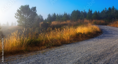 Summer lanscape with road