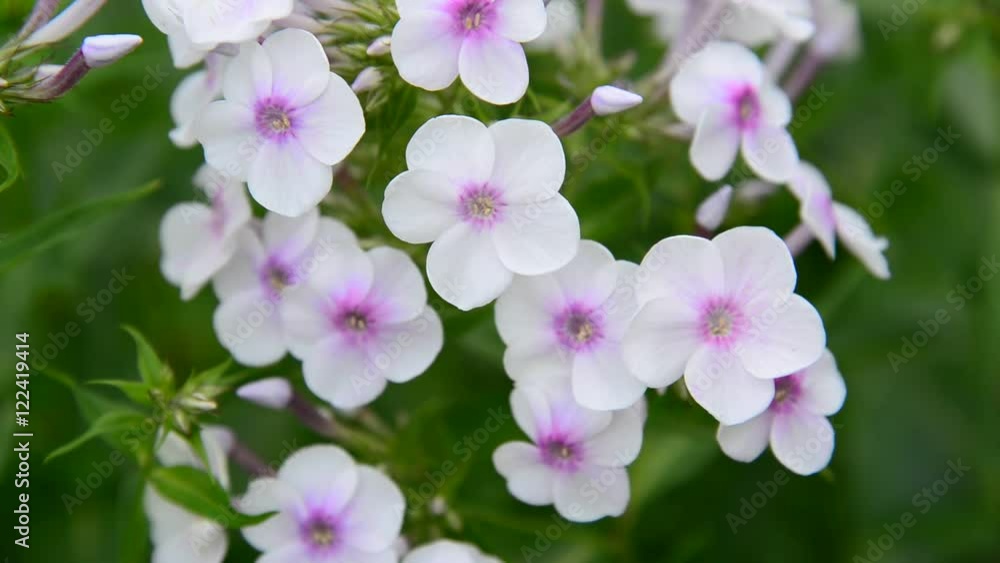large inflorescences of white varietal phlox large inflorescences of white varietal phlox