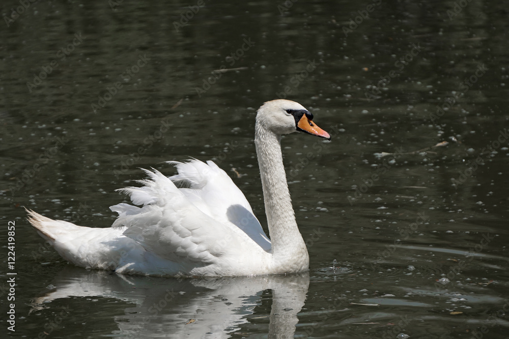White swan in the water. White swan in the water.