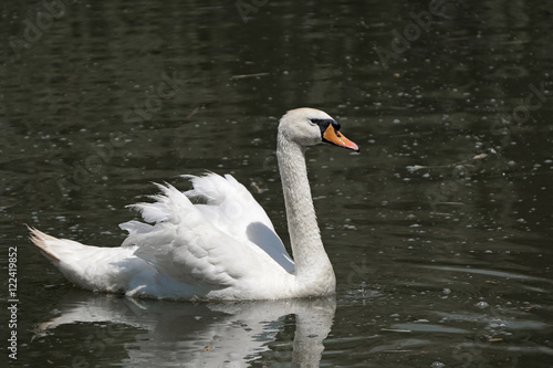 White swan in the water.