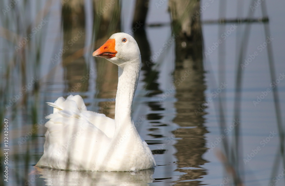 white geese swimming on water white geese swimming on water