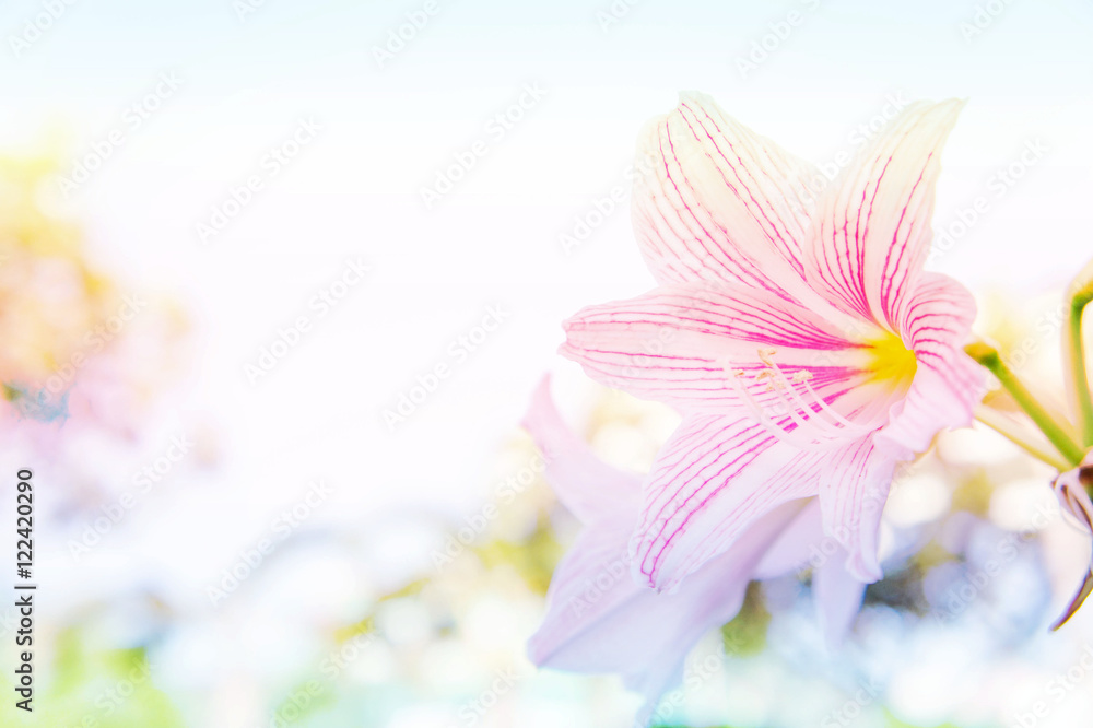 abstract flower background, flower Fresh color in morning