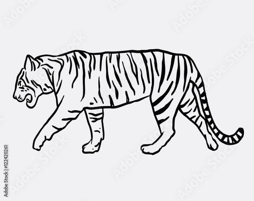 Fototapeta Naklejka Na Ścianę i Meble -  Tiger wild animal vector. Good use for symbol, logo, web icon, mascot, sign, or any design you want.
