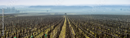 vignes de grands crus en hiver photo