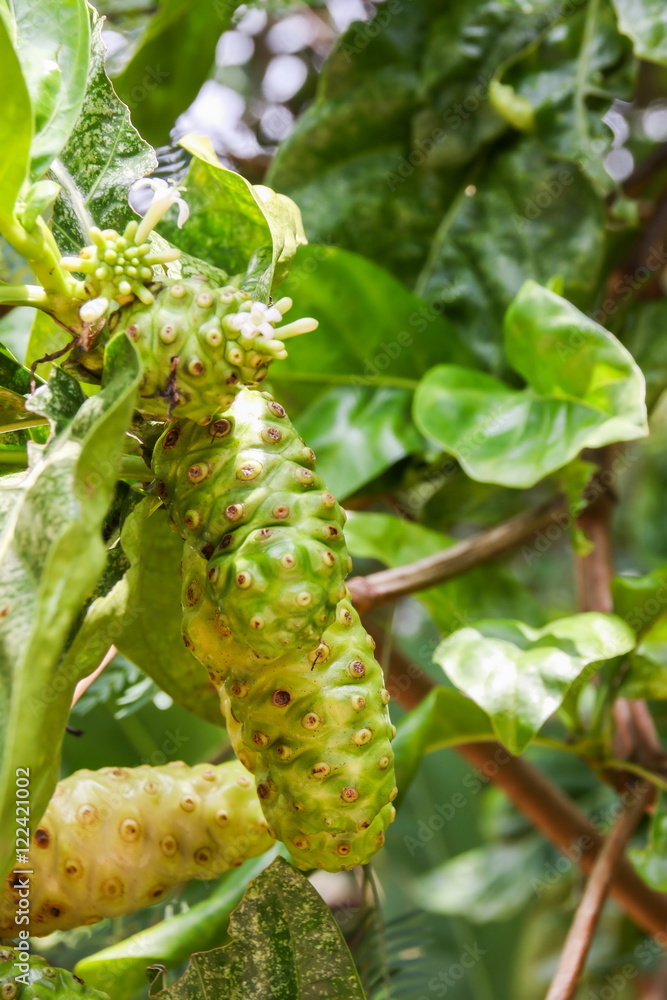 Great morinda, Indian mulberry, Noni, Beach mulberry, Cheese fruit (Morinda citrifolia L.)