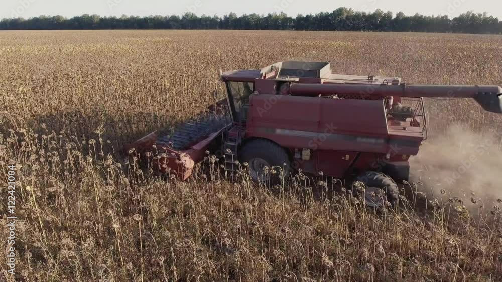 Harvesting sunflower. Side view. Combine fast rides on the field, shot from the air Harvesting sunflower. Side view. Combine fast rides on the field, shot from the air