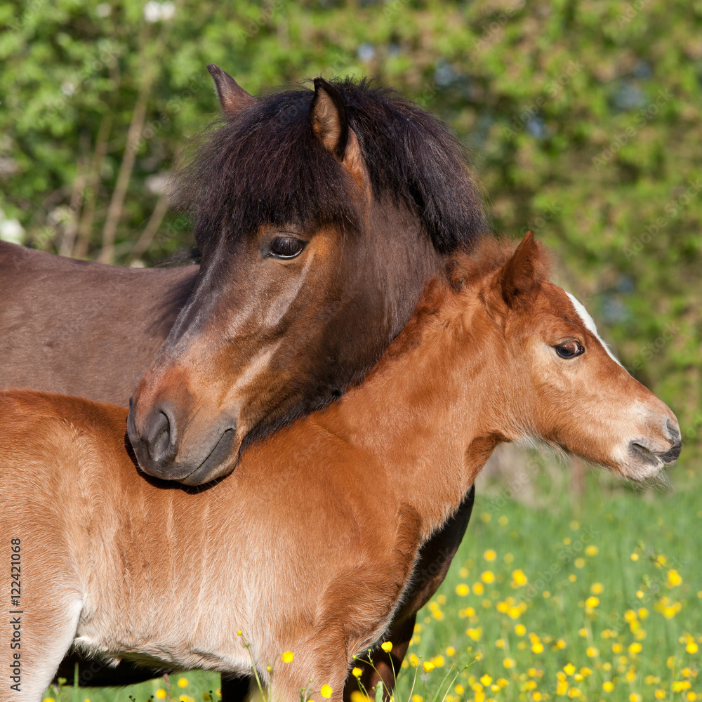 Fototapeta premium Shetland pony mare with her foal