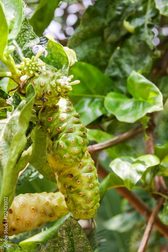 Obraz na płótnie Great morinda, Indian mulberry, Noni, Beach mulberry, Cheese fruit (Morinda citrifolia L.) w salonie