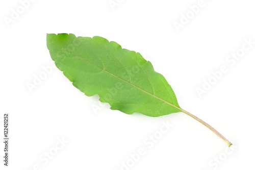 Holy Basil leaves isolated on white background