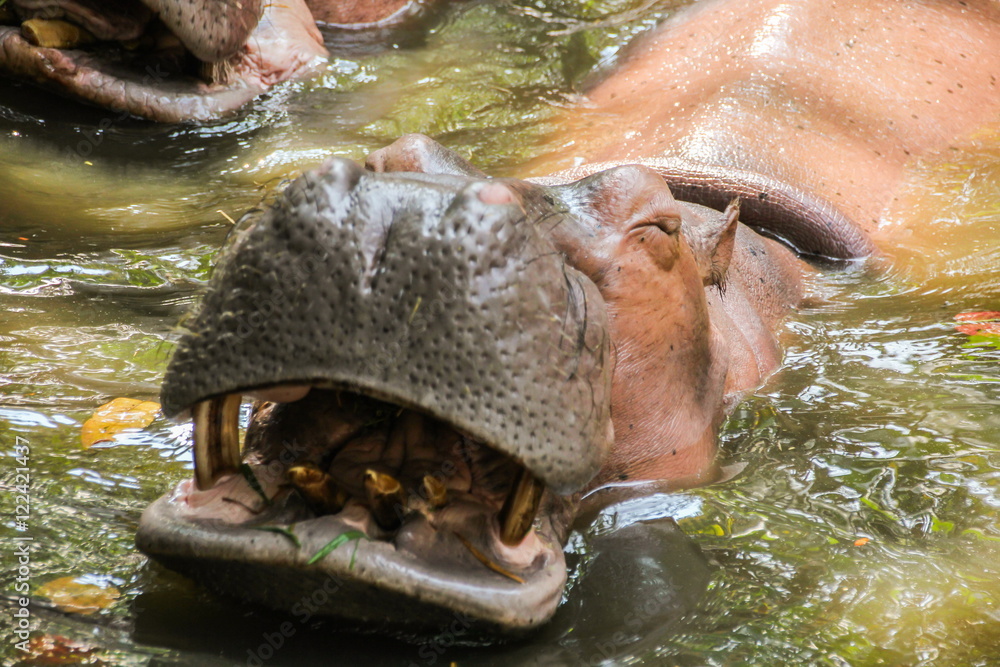 Hippopotamus