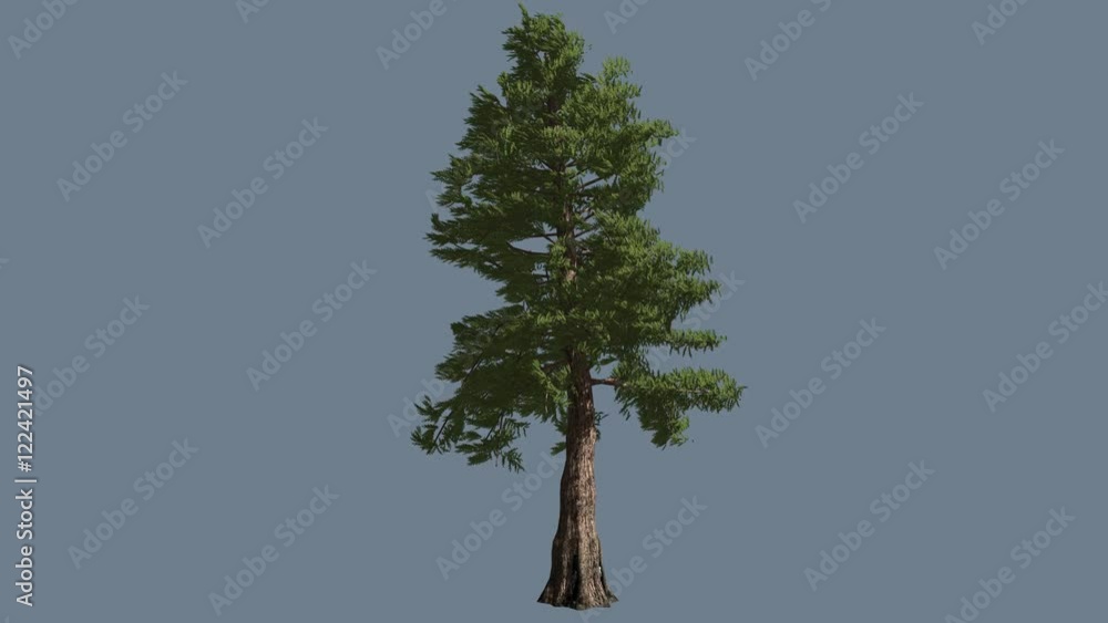 Western Red Cedar Trunk and Branches Coniferous Evergreen Tree is ...