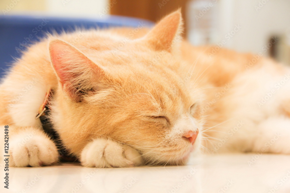 American Short Hair with yellow eyes cat