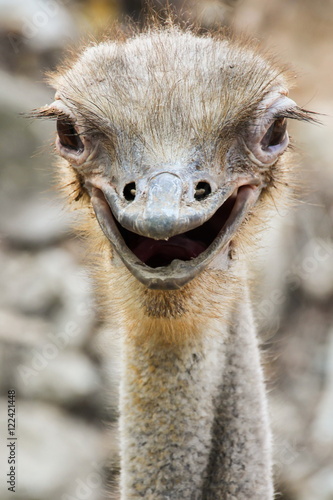 Obraz na płótnie Ostrich smile w salonie