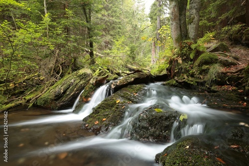 Forest brook in early autumn