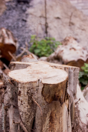 Wallpaper Mural tree cut product space Torontodigital.ca