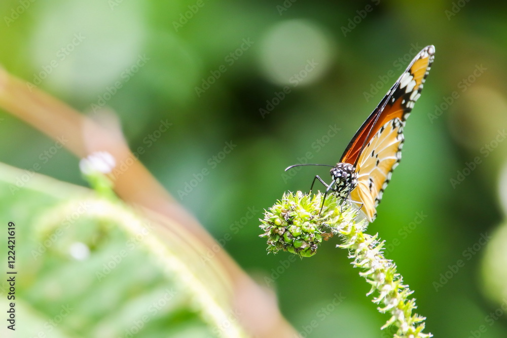 Plain Tiger (Danaus chrysippus) butterfly on flower