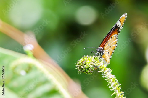 Obraz na płótnie Plain Tiger (Danaus chrysippus) butterfly on flower w salonie