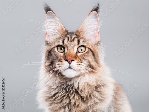 Fototapeta Naklejka Na Ścianę i Meble -  Portrait of domestic black tabby Maine Coon kitten - 5 months old. Close-up studio photo of striped kitty looking at camera. Cute young cat on grey background.
