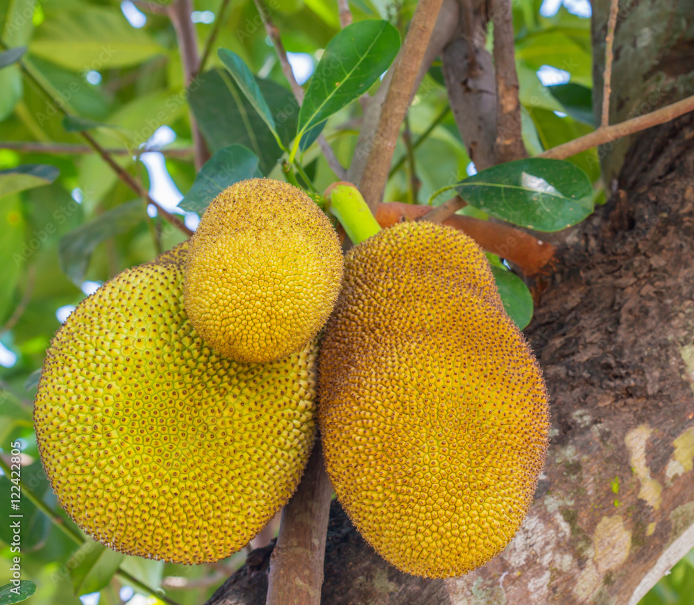 Jack fruit on the tree Jack fruit on the tree