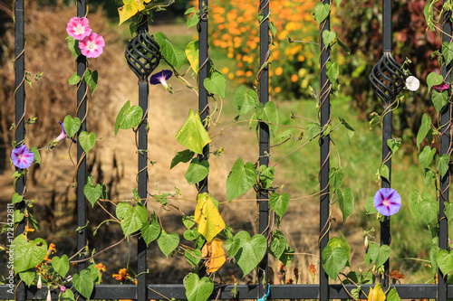 Metal gate to a flowery garden paradise in sunlight photo