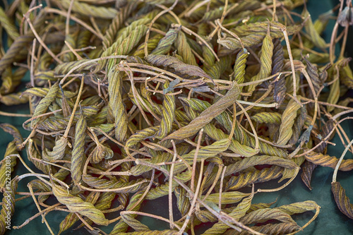 East Indian screw tree (Helicteres isora (L.),bring to boil and drink can have a bitter taste similar to tea. photo