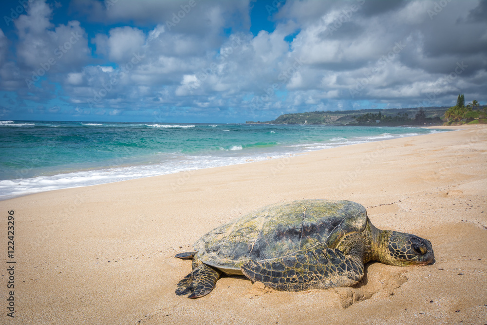 Naklejka premium Schildkröte am Traumstrand von Hawaii, Turtle Bay