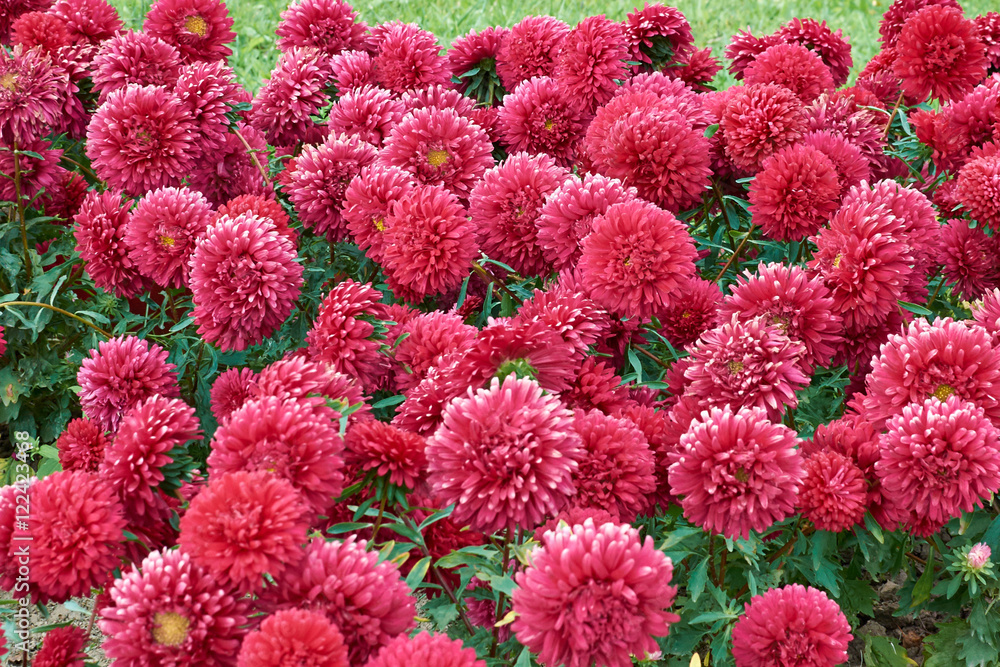 red asters in the flowerbed autumn day red asters in the flowerbed autumn day