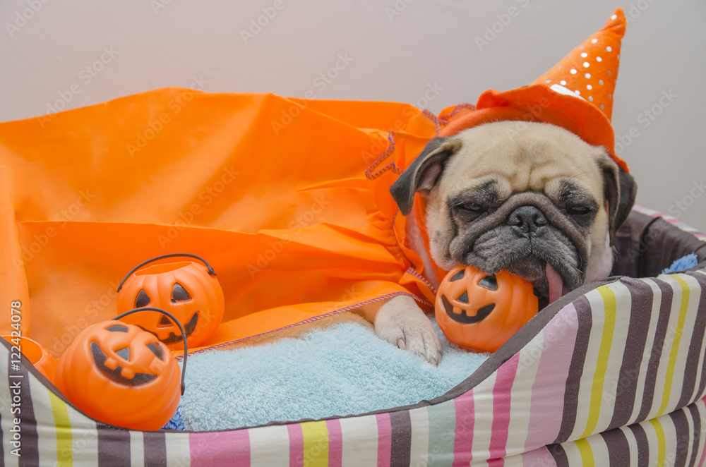 Cute pug dog with costume of happy halloween day sleep rest lay