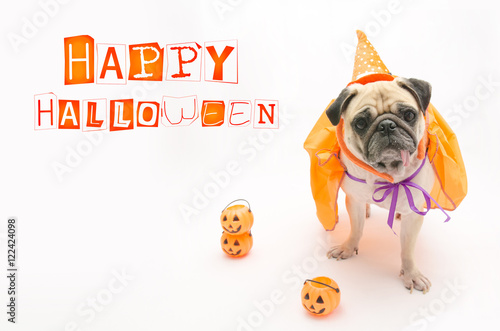 Cute Pug Dog with Halloween pumpkin looks surprised and tongue sticking out with copy space © fongleon356