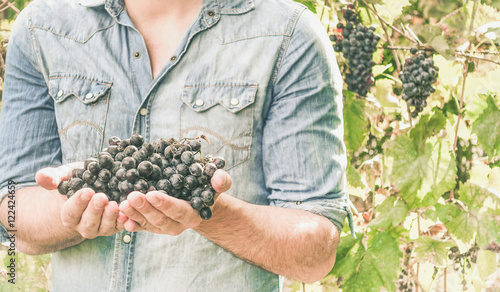 Farmers hands with freshly harvested black grapes - Young man ho