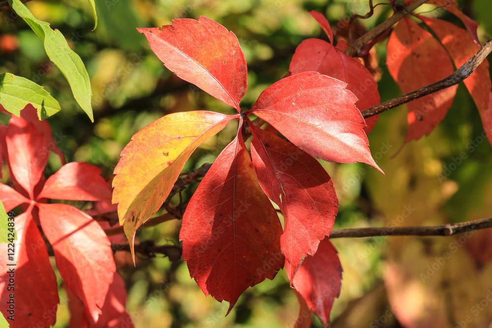 Red autumnal climbing Parthenocissus leaves close up Red autumnal climbing Parthenocissus leaves close up
